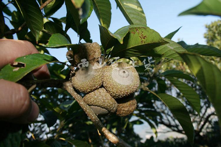 厚鳞柯 厚鳞柯果 