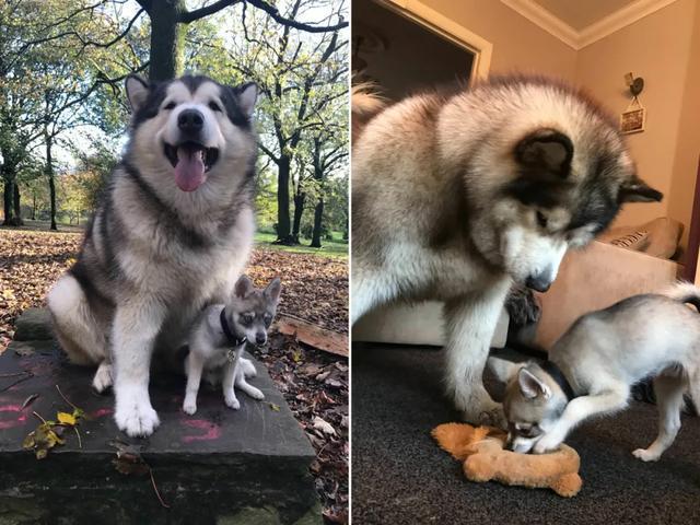 阿拉斯加克利凯犬 阿拉斯加克利凯犬国内价格 