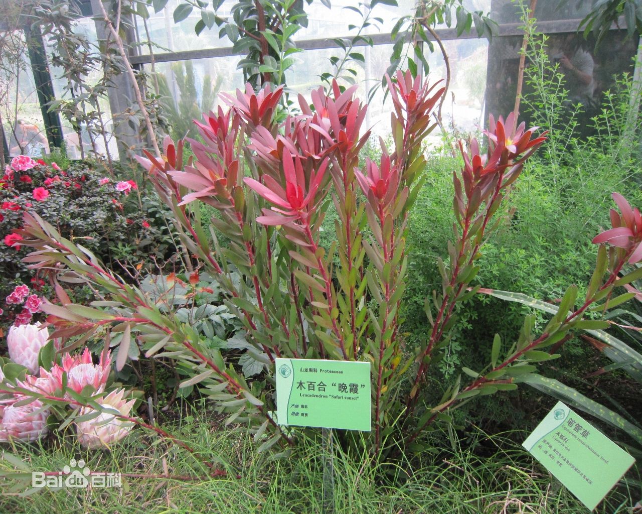 木百合 木百合花语和养护 